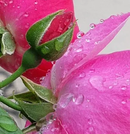 Tanja Apartmán Trogir